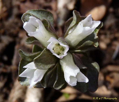 {Obolaria virginica}
